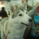 Illustration for article titled Here Are 2,000 Photos We Took At The Westminster Dog Show